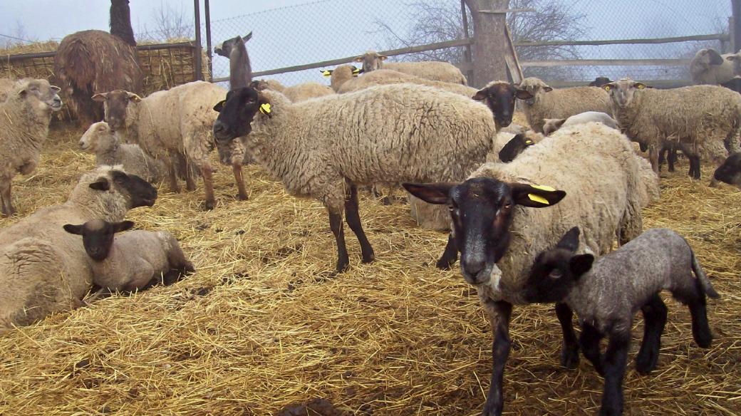 Na ovčí farmě