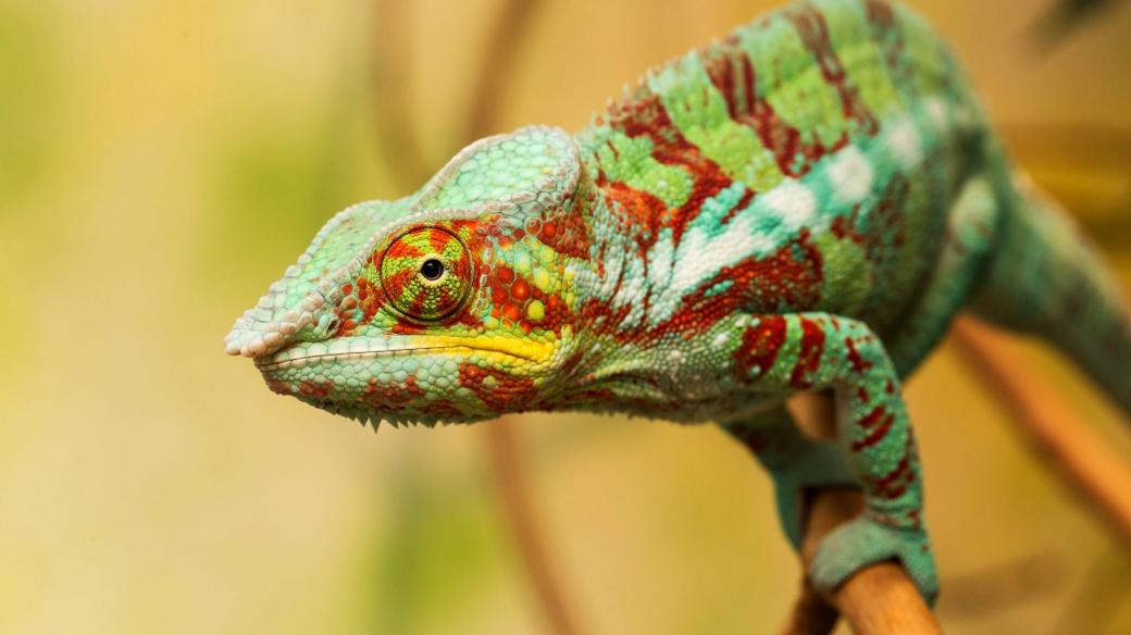 Babyboom vtrhl do nové expozice madagaskarského pohoří Makay v pavilonu Ptačí svět v Safari Parku Dvůr Králové - chameleon pardálí