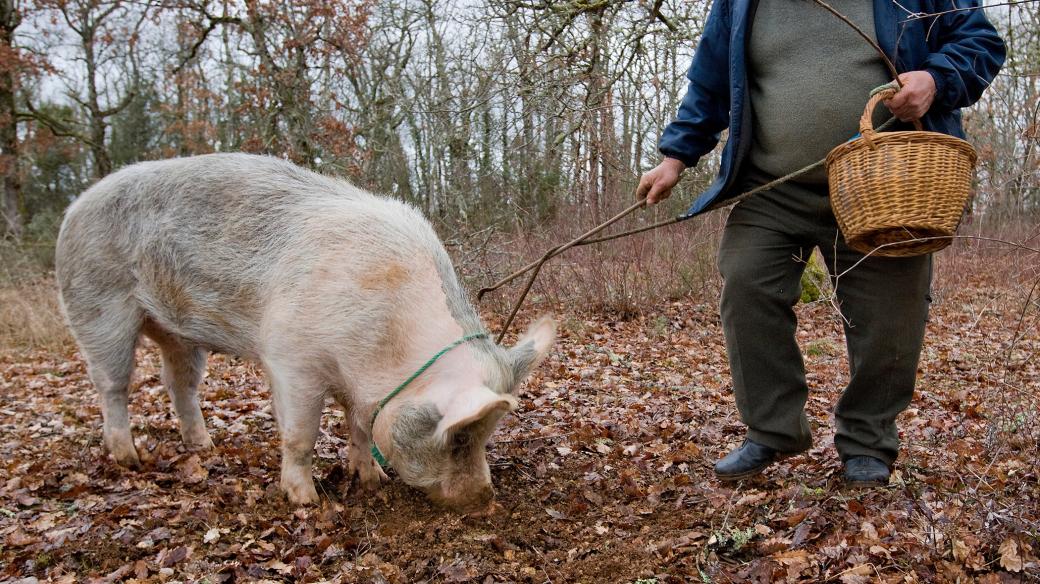 Ke hledání lanýžů se využívají prasata i psi