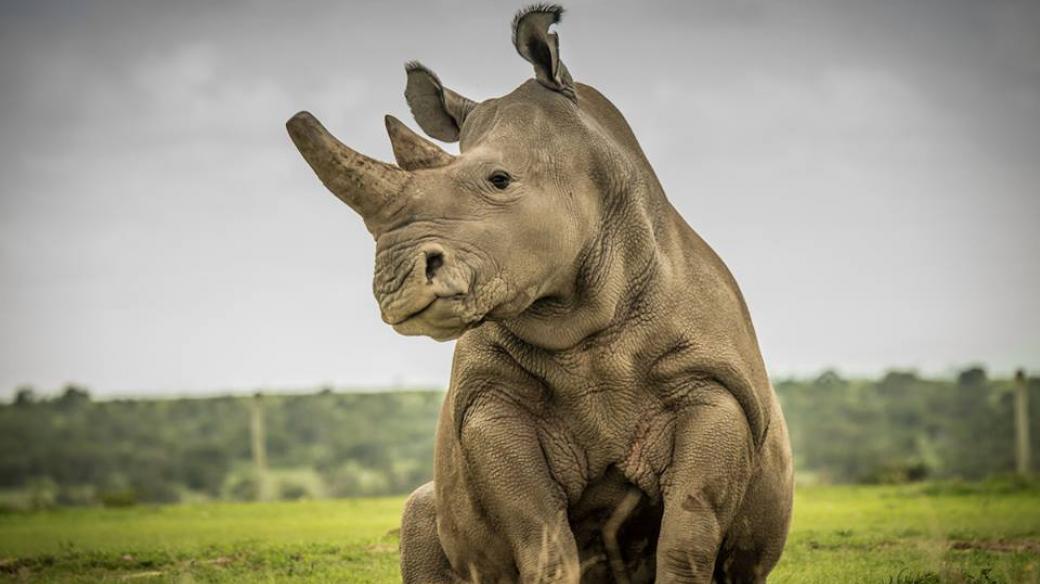 Fatu, jedna ze dvou posledních samic nosorožce bílého severního