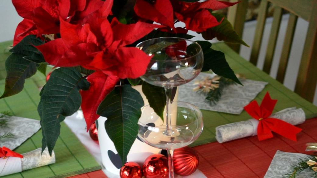 Když budeme o vánoční hvězdu dobře pečovat, zkrášlí náš štědrovečerní stůl 