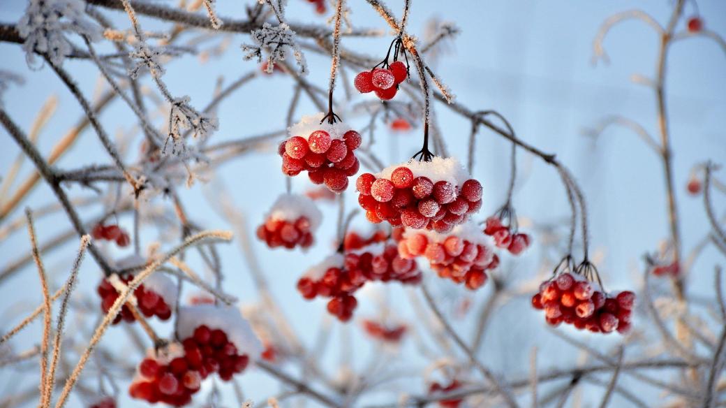 Červené plody kaliny lákají v zimě ptáky (ilustrační foto)