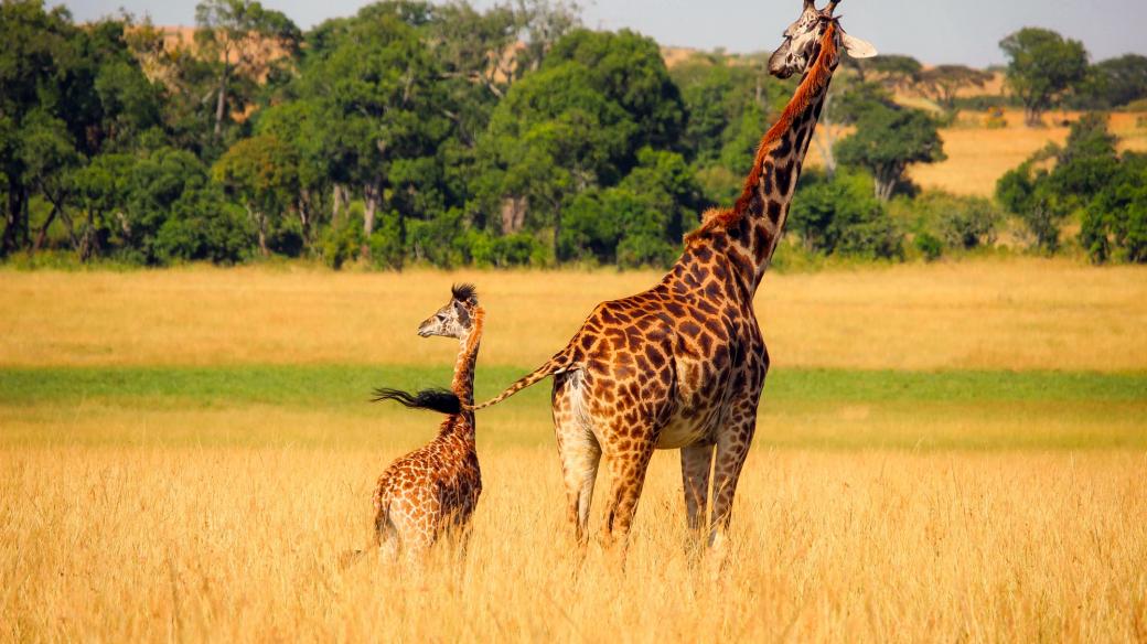 Žirafí mláďata chodí krást mléko i k jiným matkám