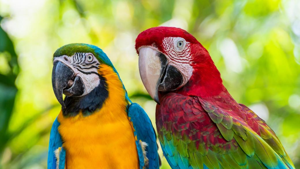Takhle vypadají papoušci z rodu Ara. Jsou větší než kakadu