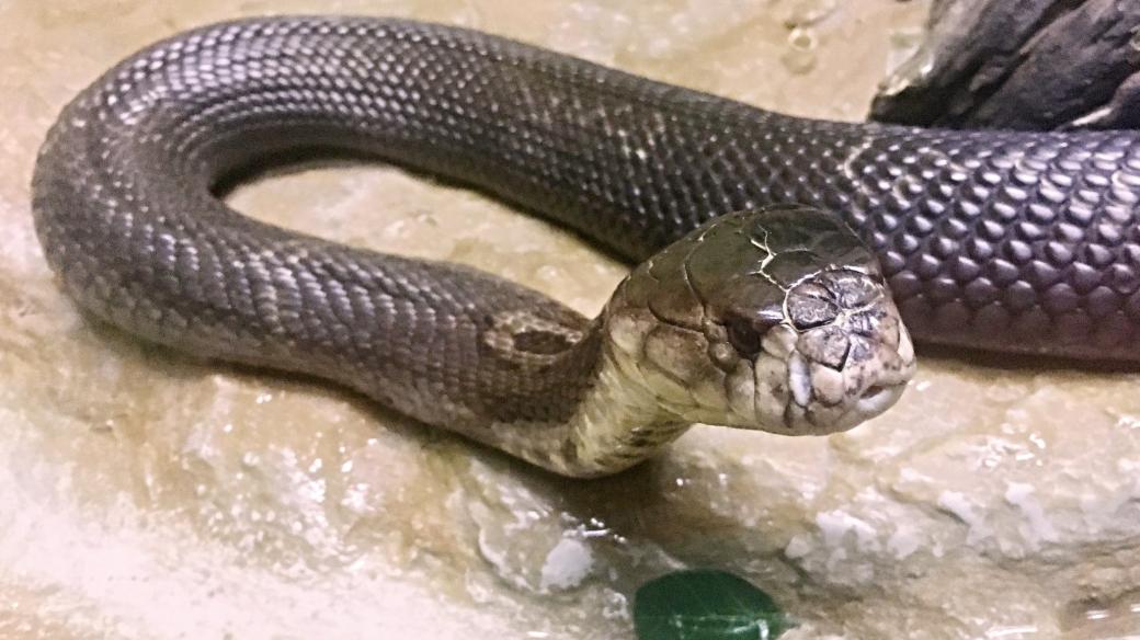 King Cobra - kobra královská. Nejobávanější had od Indie po Filipíny