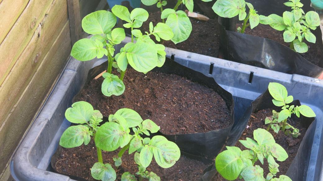 Pěstování brambor na balkóně (ilustrační foto)
