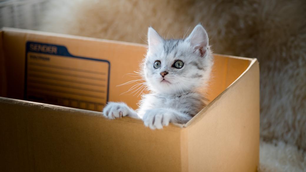 Nejlepší pelíšek pro kočky je prý obyčejná papírová krabice