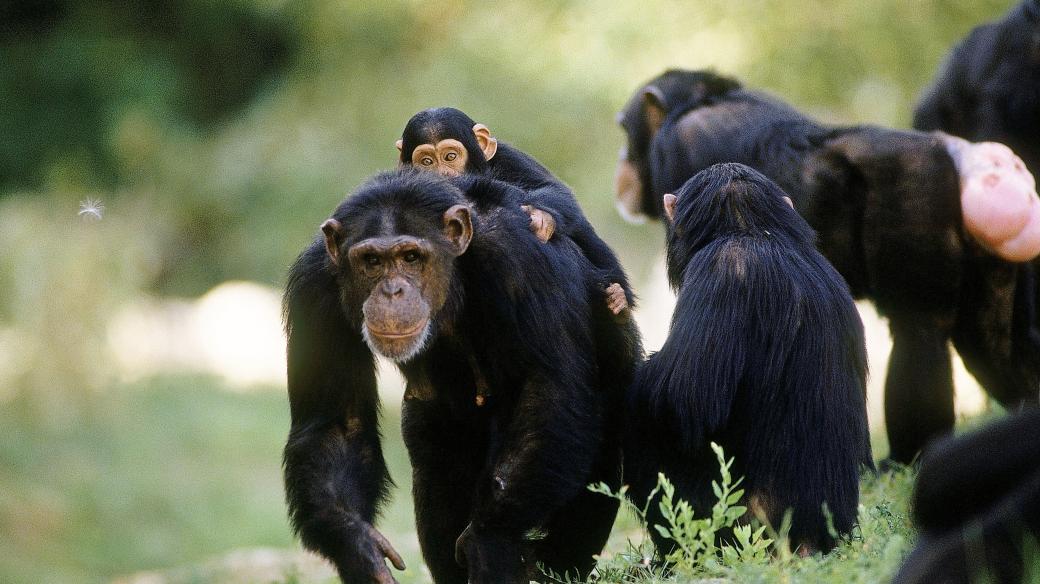 Tlupa šimpanzů