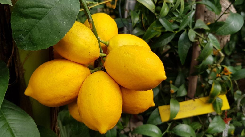 Trs citrónů