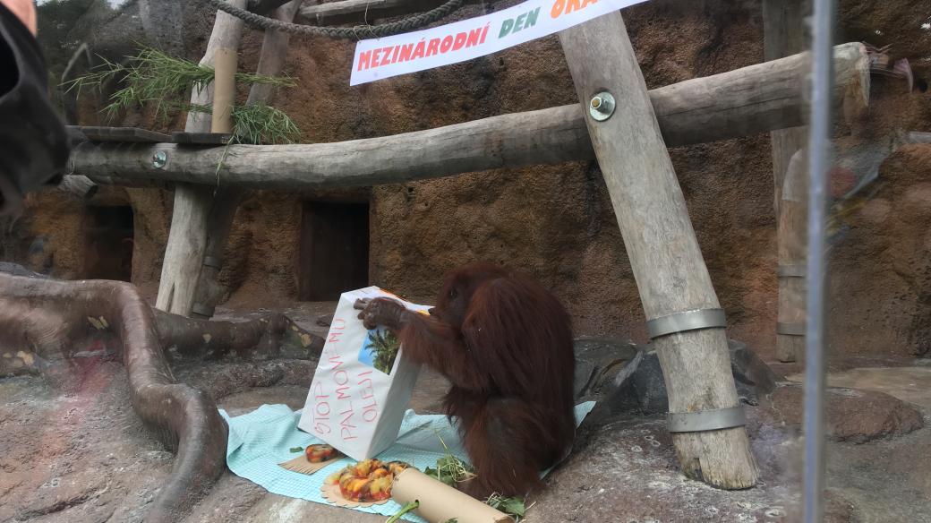 Ústečtí orangutani dostali na oslavě želatinový dort s ovocem