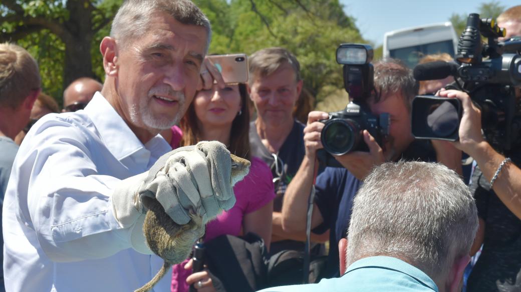 Premiér Andrej Babiš při své návštěvě Ústeckého kraje vypustil nedaleko Rané na Lounsku chráněné sysly z poloumělého odchovu