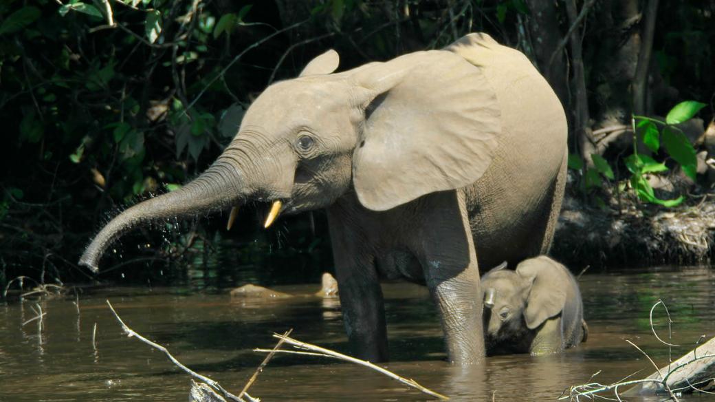 Slon pralesní z afrického Konga