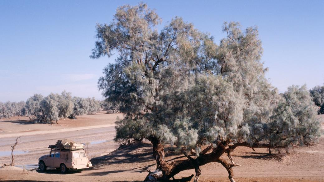 Strom tamaryšek ve vyschlém korytě řeky (ilustrační foto)
