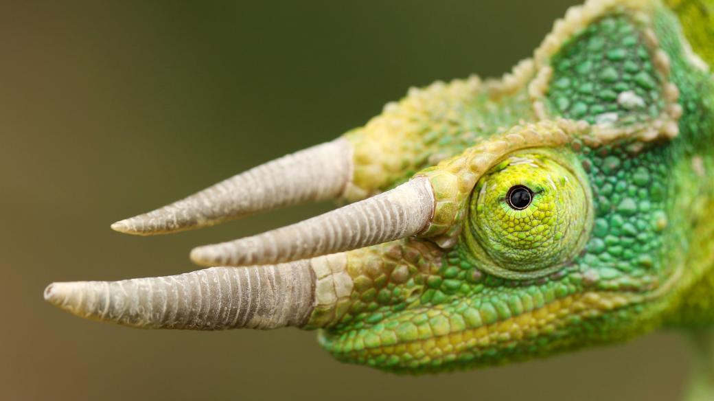 Chameleon třírohý