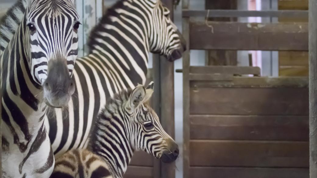 Zebra Böhmova Poly porodila v Safari Parku Dvůr Králové mládě
