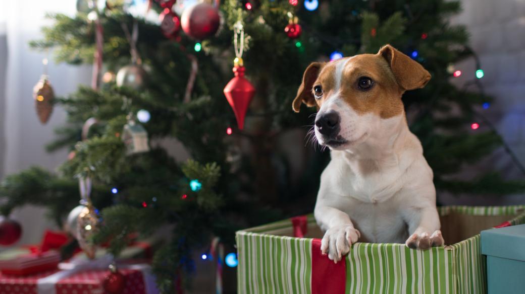 Pes jako vánoční dárek