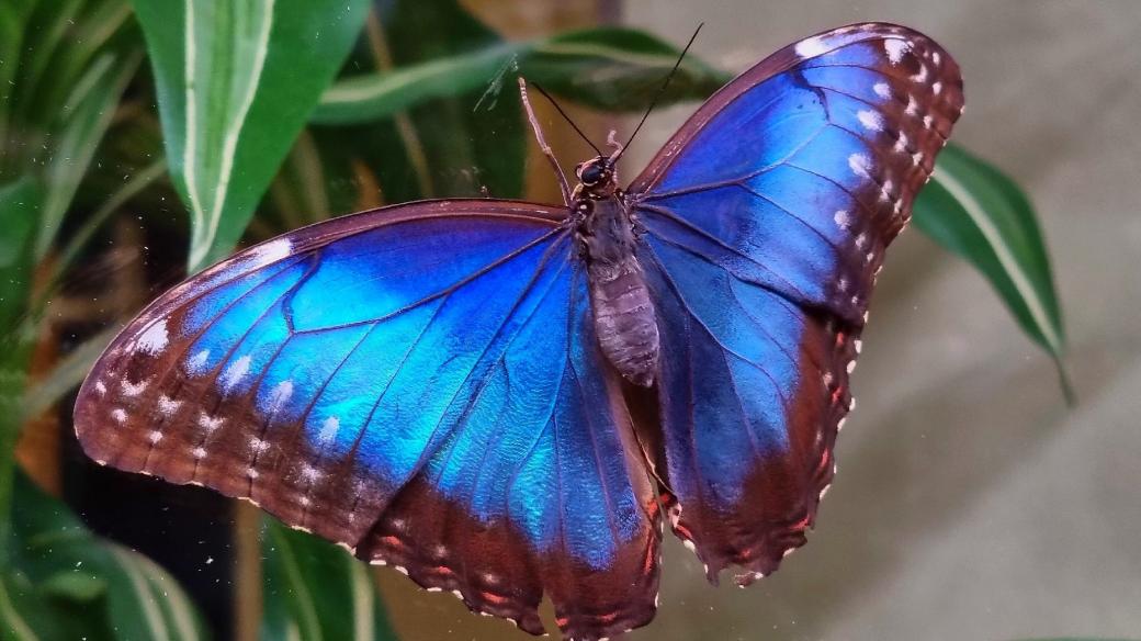 Morpho peleides - jeho krása vynikne za letu, při kterém se mění odstíny modré barvy dle toho, pod jakým úhlem na jeho křídla světlo dopadá