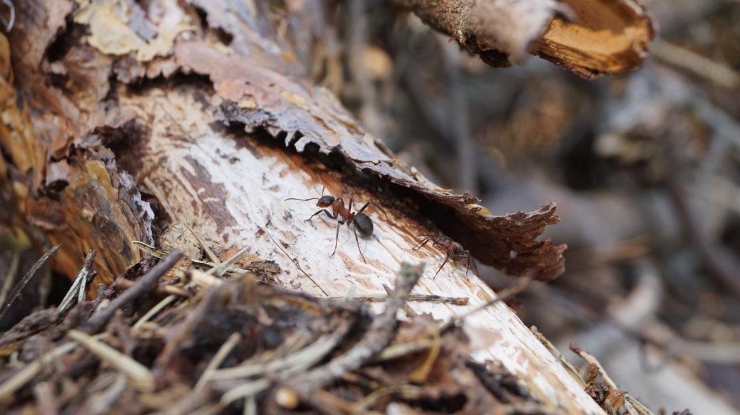 Mravenec, dřevo