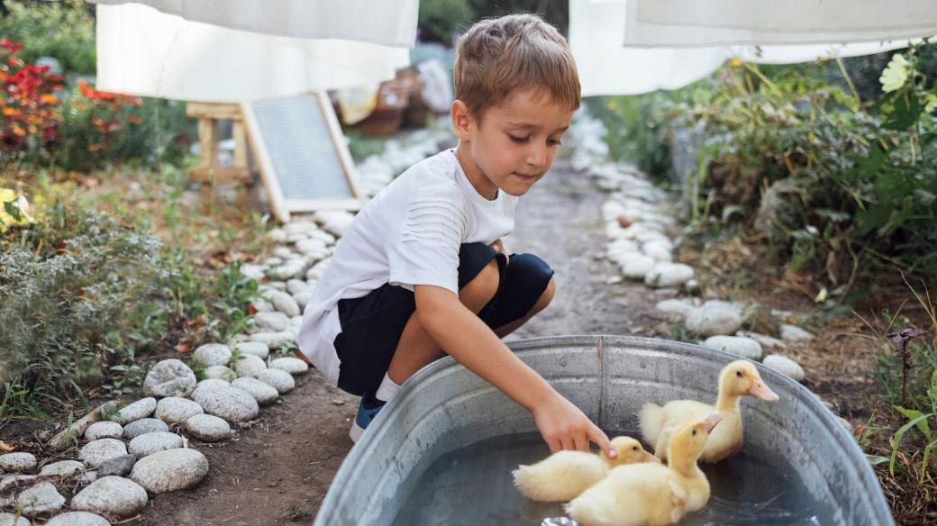 Chlapec a kachničky