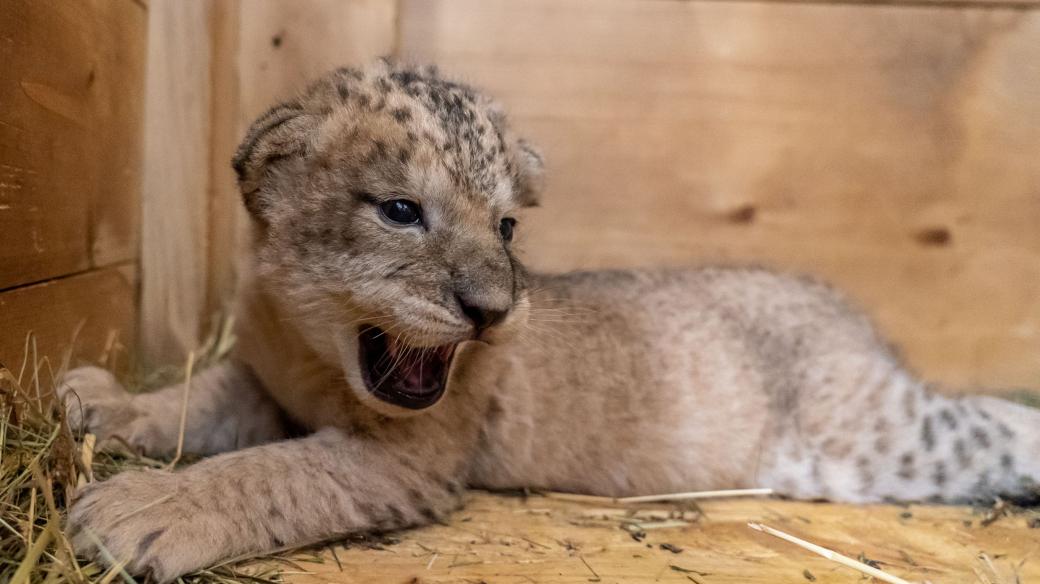 Preventivní prohlídka lvíčat v Safari Parku Dvůr Králové nad Labem