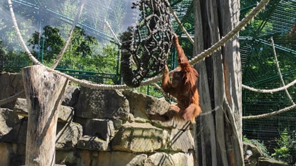 Orangutan v drážďanské zoo