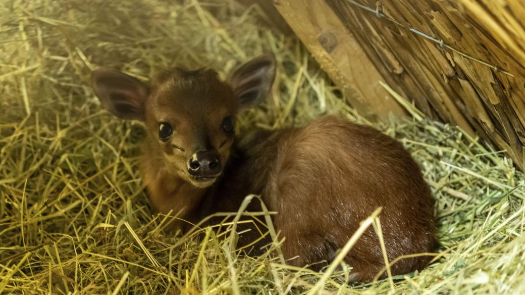 Mládě chocholatky červené, nejmenší antilopy na planetě, se po letech čekání narodilo v Safari Parku Dvůr Králové