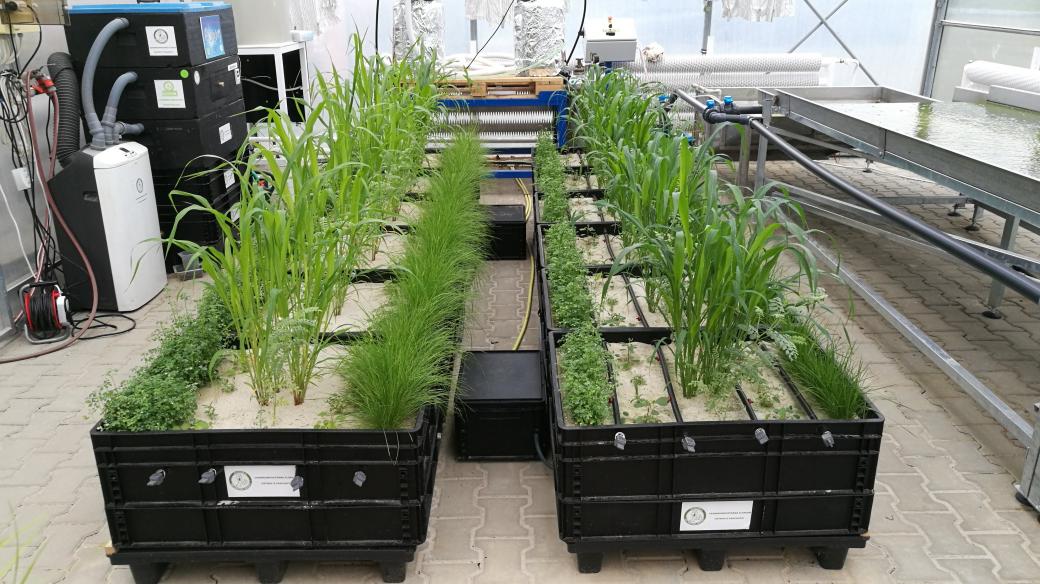 Čeští vědci pěstují rostliny v písku