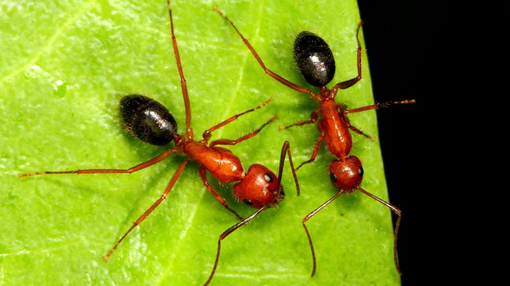 Mravenec Camponotus floridanus