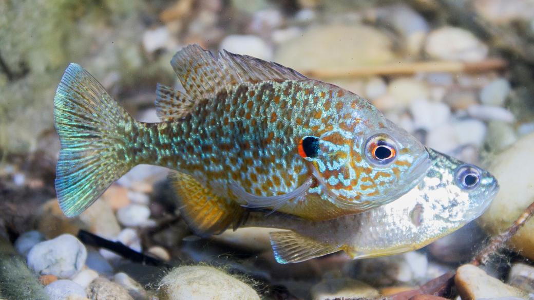 Tahle rybka vypadá jako akvarijní, přesto ji v malém množství najdete i u nás v přírodě