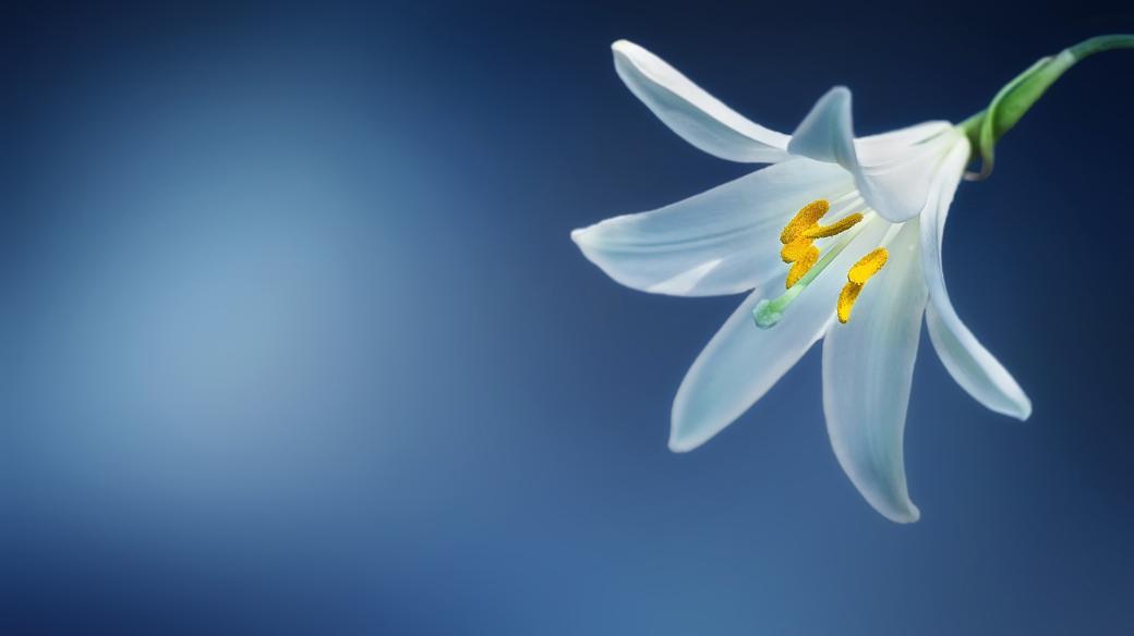 Květina, ilustrační foto