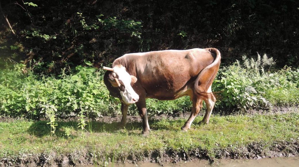 Kráva na Zakarpatí, po roce 2010