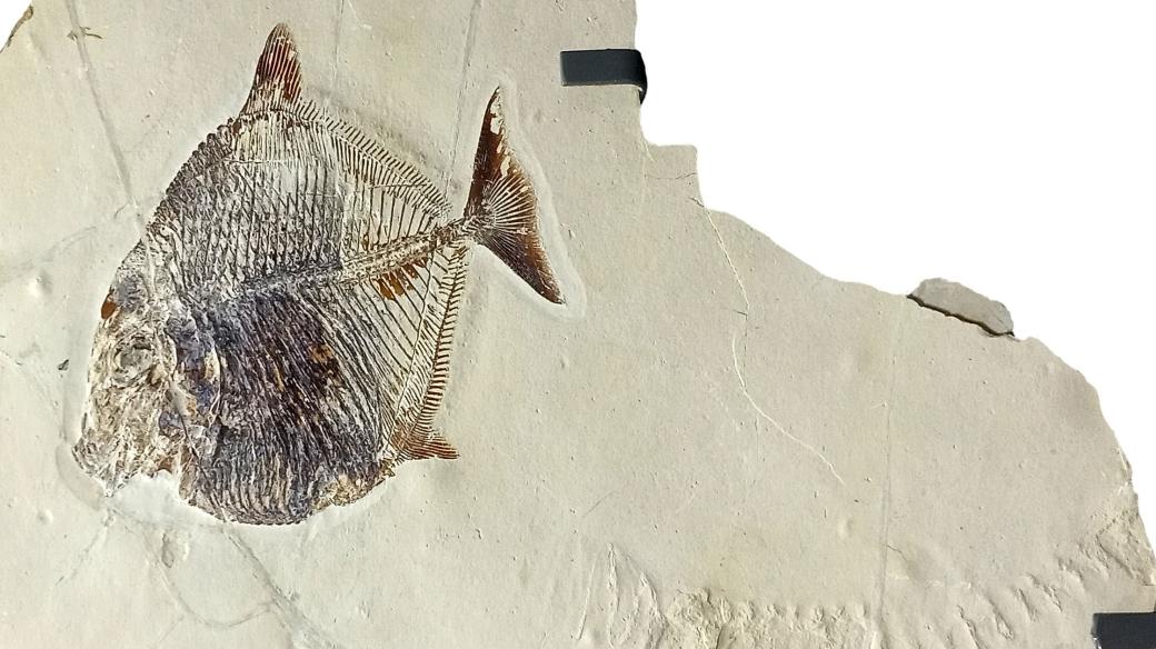 Fosilie ryby ze svrchnokřídové libanonské lokality Haqel se zkamenělými stopami po smrtelných křečích (tzv. mortichnia). Nálezci: Roy Nohra, Pierre Abi Saad