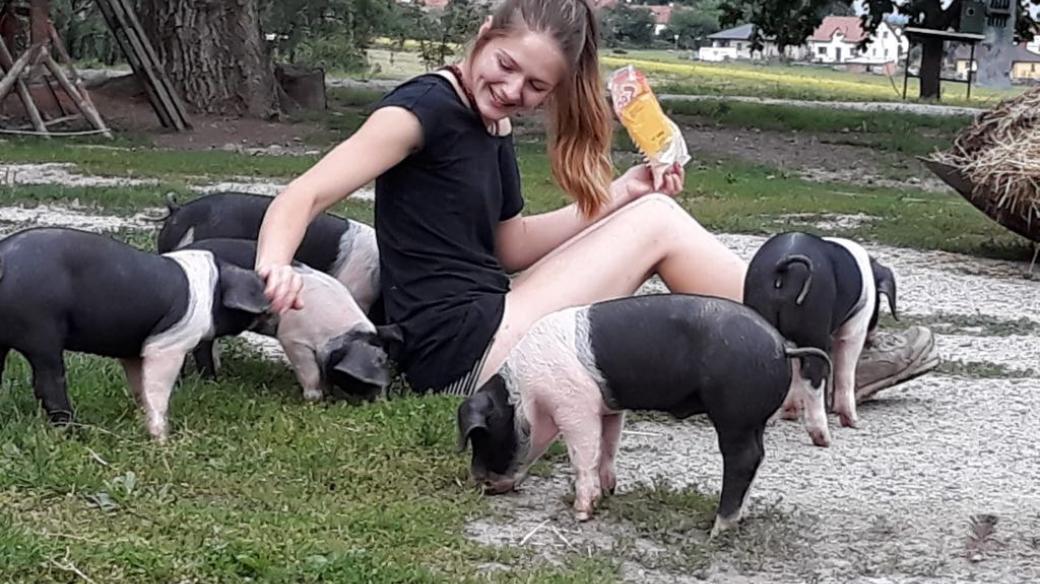 Rodina Jedličkových z Drahotěšic na Českobudějovicku chová přeštická černostrakatá prasata