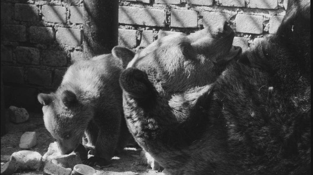 Medvědi hnědí v hlubocké zoo v 80. letech 20. století
