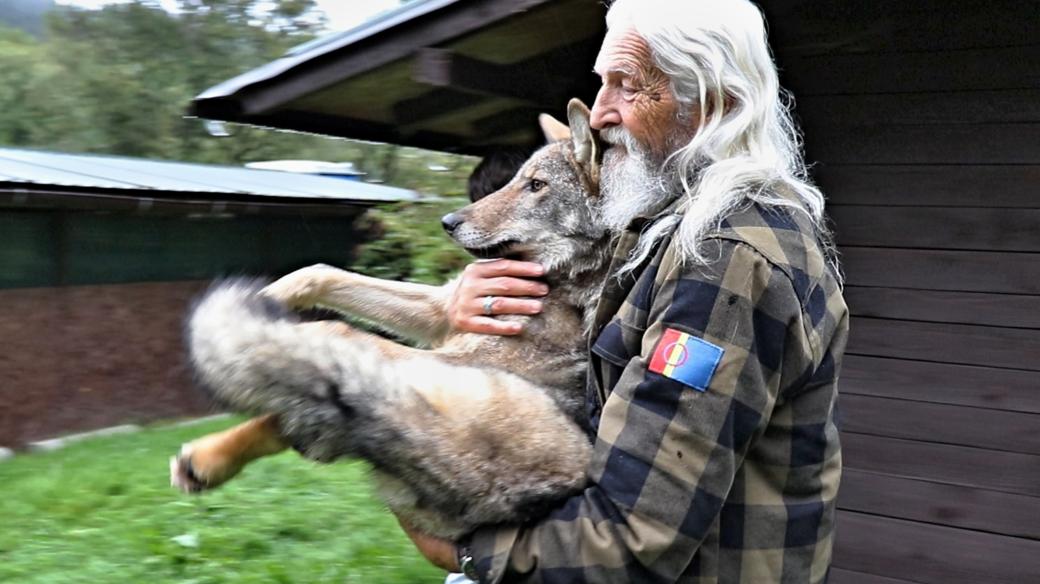 Krušnohorský vlk s ošetřovatelem Vladimírem Tomášem Smolíkem