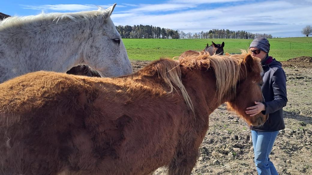 Děláme svoji práci, abychom tu zvířecí charitu ufinancovali, říká chovatelka, která v Křižanech pečuje o staré koně