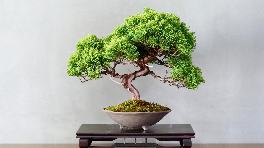 Stromek vytvarovaný jako bonsaj