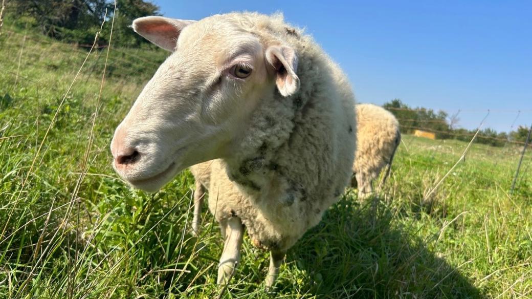 Ovce na farmě v Mouřínově