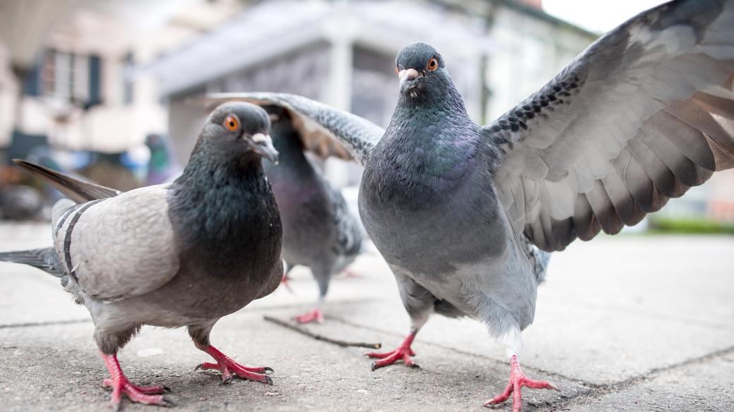 Na holuby lidé ve městech často nadávají, přitom jde o obdivuhodné ptáky