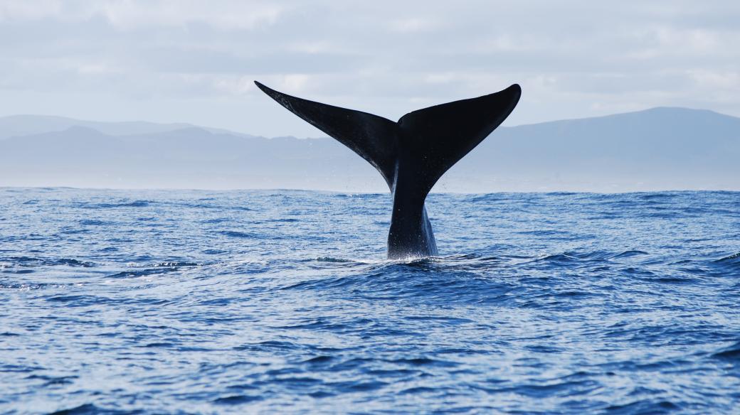 Velryba jižní při ponoru