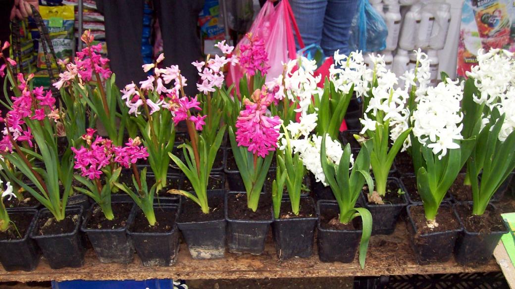 Hyacinty v zahradnictví