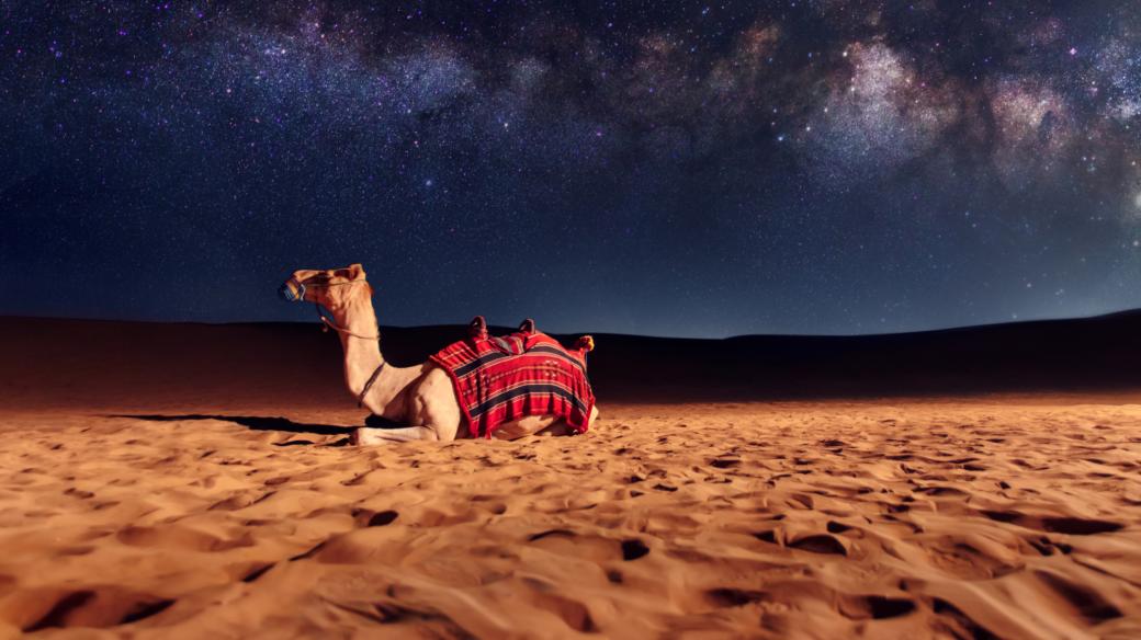 Jak se pouštní zvířata vypořádávají s nízkými teplotami?