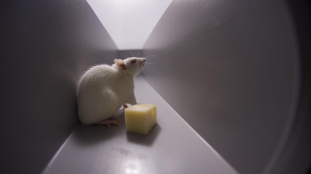 Laboratorní potkan v bludišti