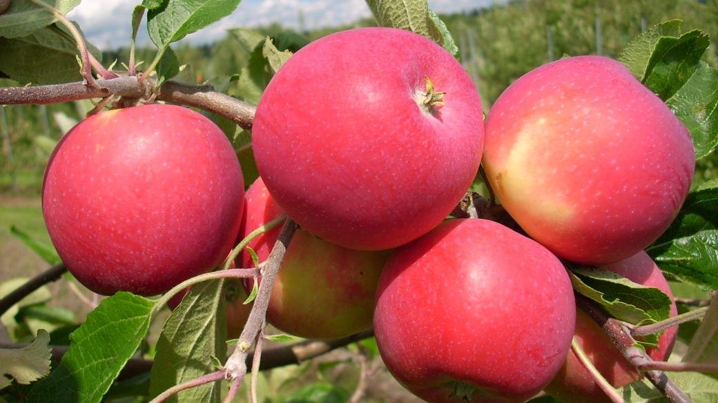 Letní odrůda jabloně Allegro