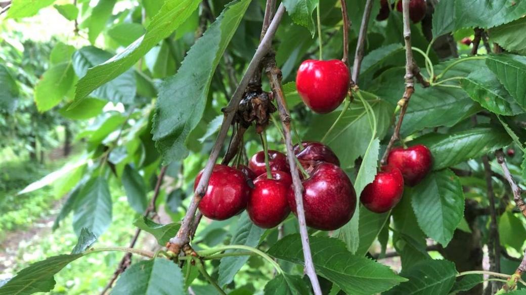 Třešně v sadu u Chelčic