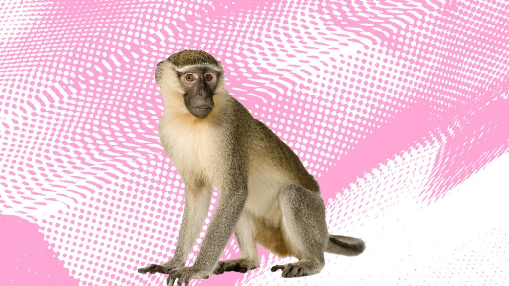 Mikrovlnky vs. makakové