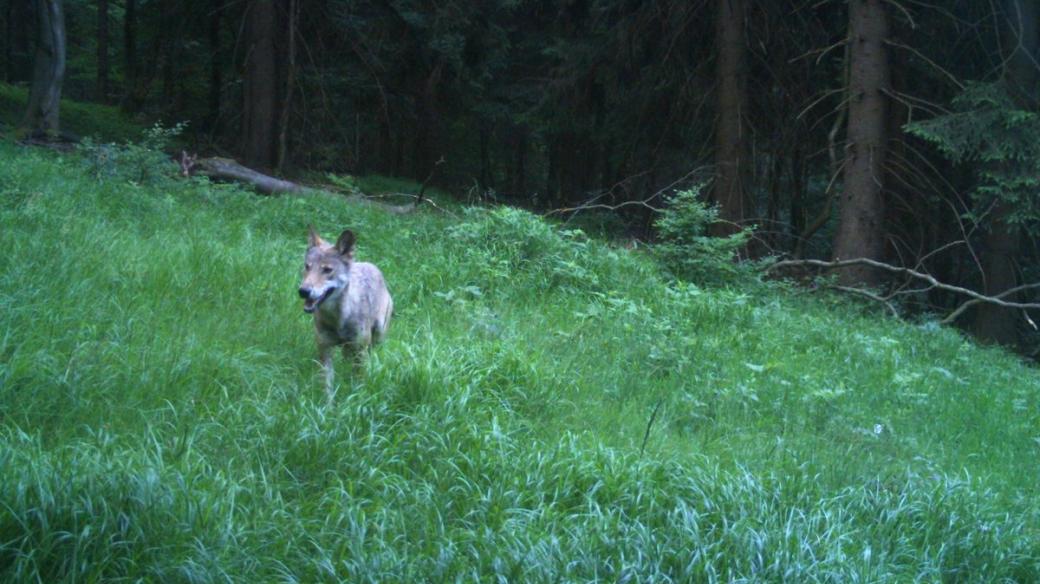 Vlk zachycený fotopastí na Rýchorách 