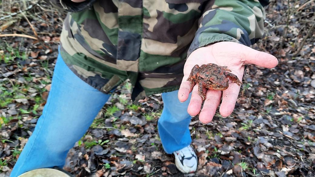 Záchrana žab v Kyjově na Tachovsku