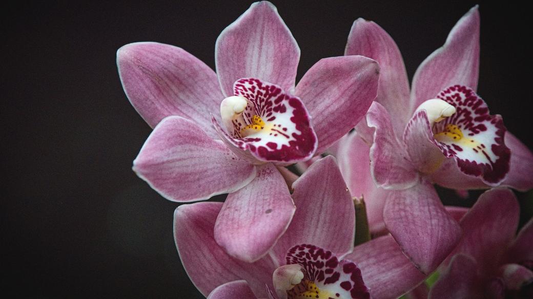 Krása orchidejí (ilustrační foto)