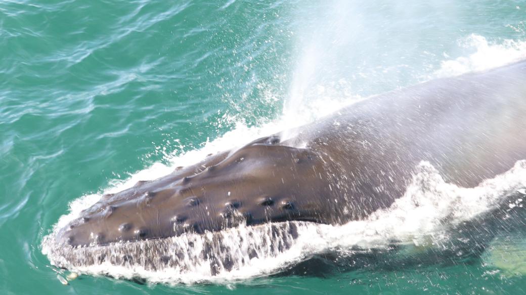Proč mají velryby vodotrysk?